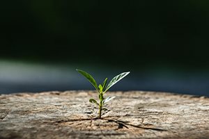 An image of a small plant with a stem growing from the trunk of a tree.